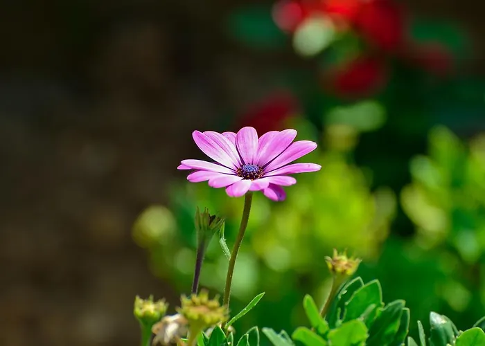 Апартаменты Antonio